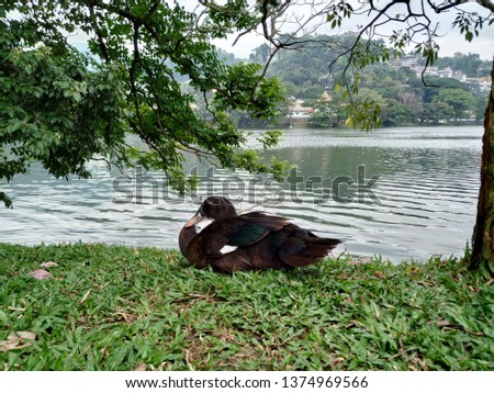 Goose near the lake