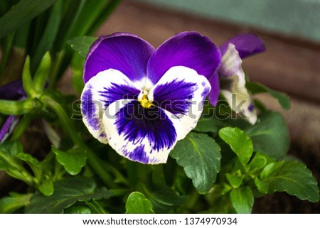 Violet pansy flower, Heartsease (Viola tricolor) close-up  in the spring garden
