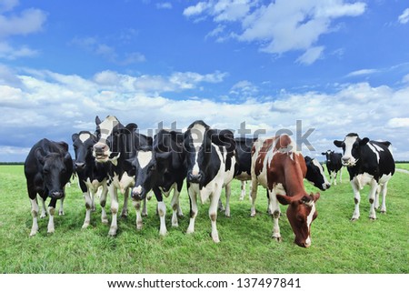 Holstein-Friesian cattle in a vast green Dutch meadow. Royalty-Free Stock Photo #137497841
