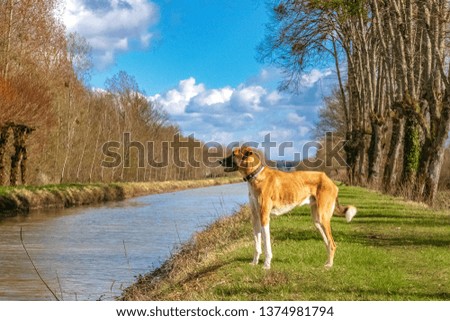 Dog on a River - France