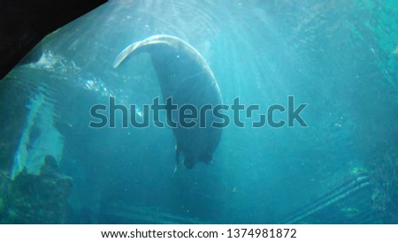 Manatee under water 