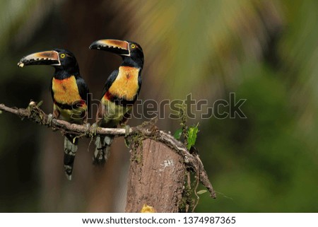 Two pieces of collared aracari on tree branch