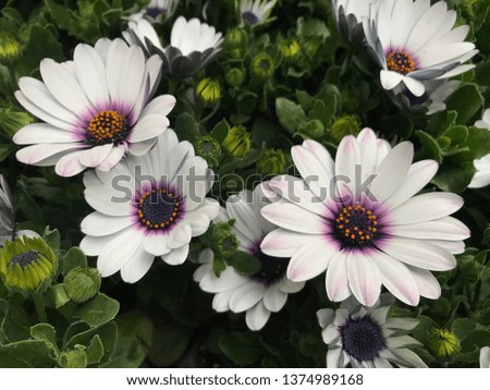 Close up image for white flower named cape marigold. Flower name have a meaning of eternal love. It is called as African daisy too.