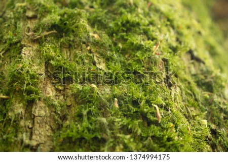 Green moss on the bark of a tree. Close-up stock photo.