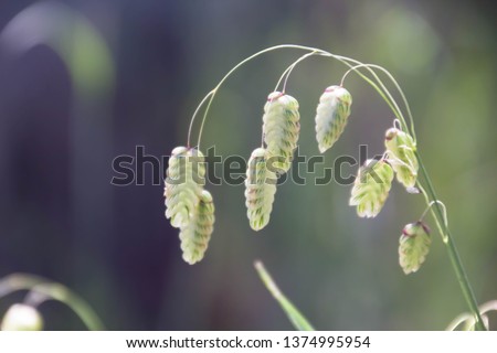 Briza maxima, aka big quaking or large quaking grass, blowfly or rattlesnake grass, shelly, rattle or shell grass as the flowers and seedheads shake on their stalks in the slightest breeze. Royalty-Free Stock Photo #1374995954