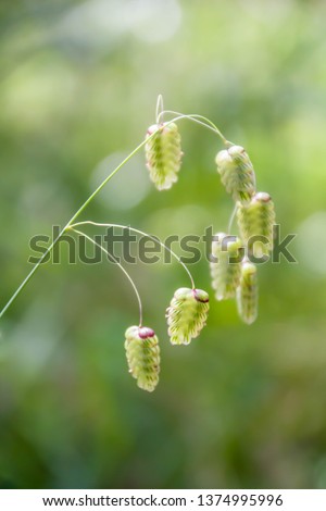 Briza maxima, aka big quaking or large quaking grass, blowfly or rattlesnake grass, shelly, rattle or shell grass as the flowers and seedheads shake on their stalks in the slightest breeze. Royalty-Free Stock Photo #1374995996