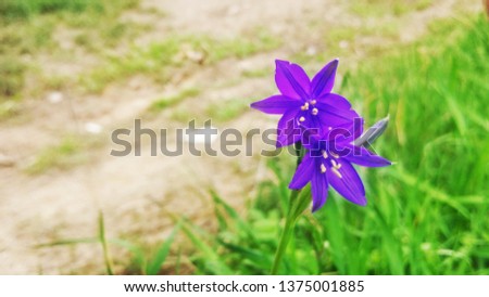 Scilla blue flower in the grass Royalty-Free Stock Photo #1375001885