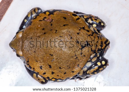 Muller's Termite Frog