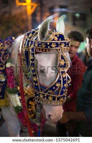 horse used for Indian wedding 