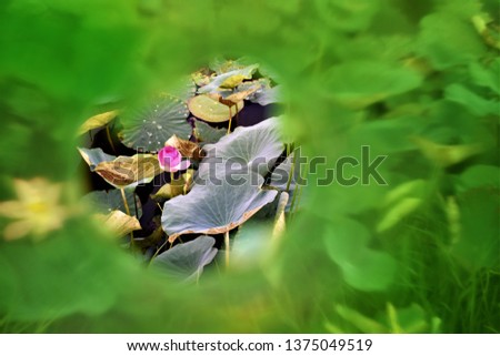 blooming pink lotus flower among lotus leaves on illuminated green frame background