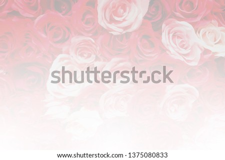 Blurred rose background with soft style and white gradient from buttom, copy space for text