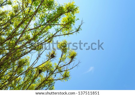 Trees against the sky