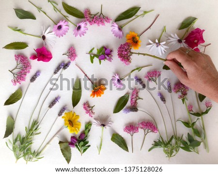 Floral background. Freshly picked garden flowers isolated on a white background, with a hand in frame making the arrangement. Flat lay photography