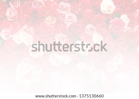 Blurred rose background with soft style and white gradient from buttom, copy space for text