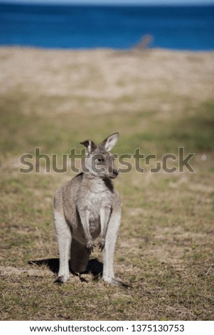 Portrait of young cute australian Kangaroo standing in the field and waiting. Joey. Sea background