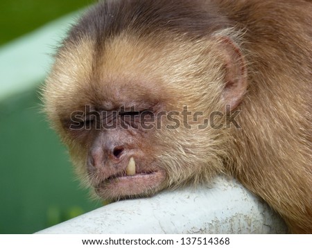 The capuchins are New World monkeys of the subfamily Cebinae.  Amazon, Brazil