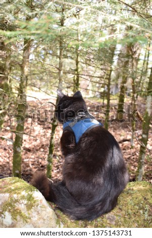 Black cat with a harness sitting in a forest