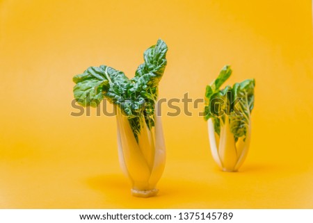 Beautiful brassica rapa on a yellow background, pak choi on a colored background, bok choy on a yellow background