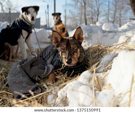 Sled dogs, Huskies and Malomuty, on the snow.