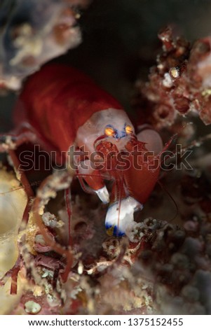 Modest Snapping Shrimp (Synalpheus modestus). Diving in Ambon, Indonesia
