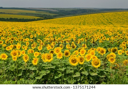 Beautiful landscape with sunflower field over cloudy blue sky