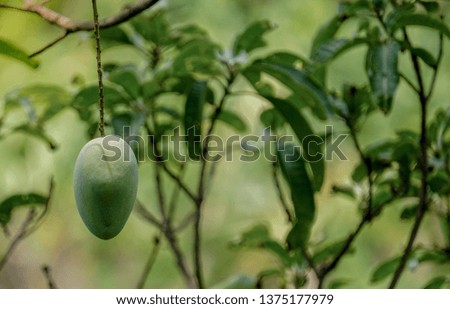  Mango on the mango tree-Image