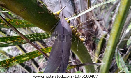 a picture of the feather on the branch 