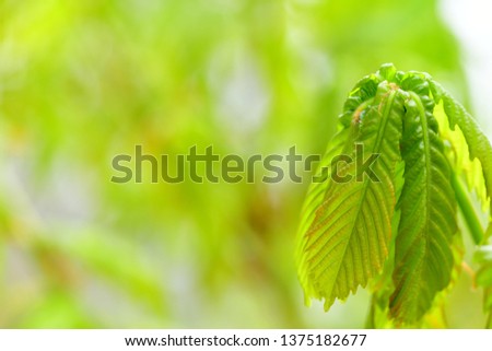Used as background Closeup of green leaf on blurred greenery background in mountains Blue hues and halftone hues of natural green plants, ecology, fresh background 