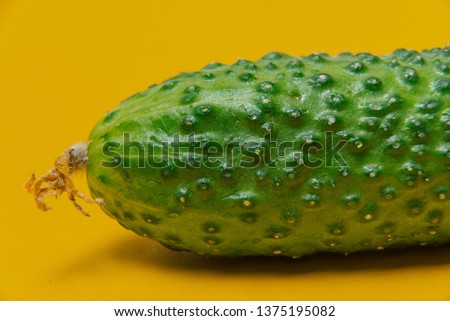 Beautiful green cucumber on a yellow background, a vegetable on a colored background, a cucumber that is cut on a yellow background