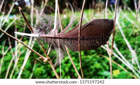splendid picture of the bird's feather on the Twig 