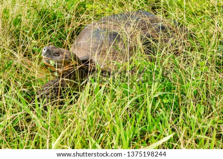 Galapagos Giant Tortoise (Chelonoidis nigra) in Galapagos Islands, Ecuador