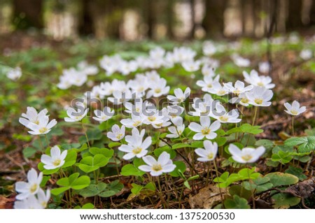 Oxalis acetosella (wood sorrel or common wood sorrel). Tiny white flowers in the forest.