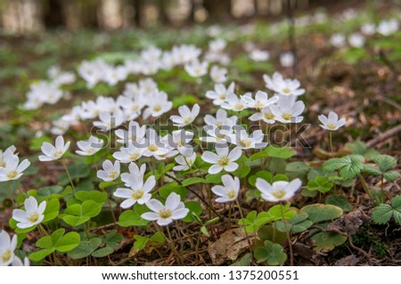 Oxalis acetosella (wood sorrel or common wood sorrel). Tiny white flowers in the forest. Royalty-Free Stock Photo #1375200551