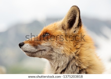 Close up red fox in the nature with blur background