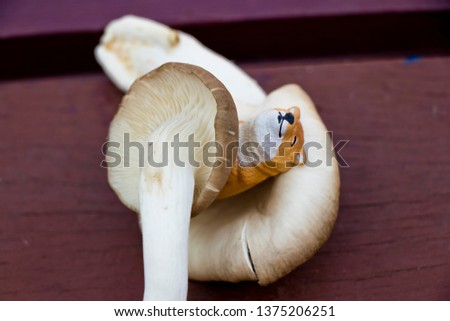 Mushrooms are a type that can be eaten with miniature. (Indian Oyster, Phoenix Mushroom, Lung Oyster)