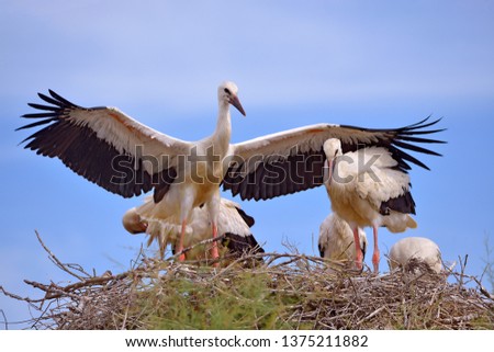 White storks (Ciconia ciconia) on their nest on blue sky background, in the Camargue is a natural region located south of Arles, France, between the Mediterranean Sea and the two arms of the Rhone del