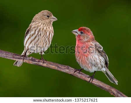 A male and female House finch are facing each otherwhile sitting on a vine. Royalty-Free Stock Photo #1375217621