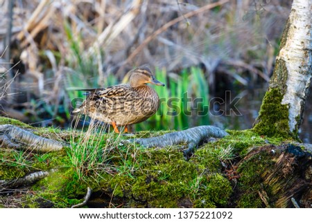 A female duck on the edge of the lake