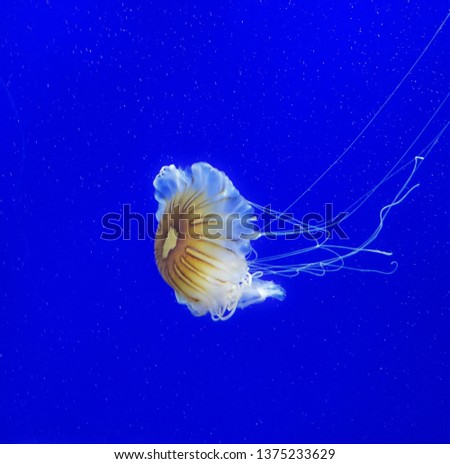 Jelly fish in exotic deep water swiming with the blue background and long tentacles spread around during the snorkeling sealife