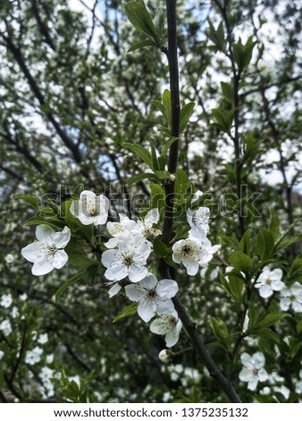 The photo shows a close-up of a branch of a flowering tree, overgrown with littles of small five-petalled white flowers. Made in the daytime on a spring day in the orchard