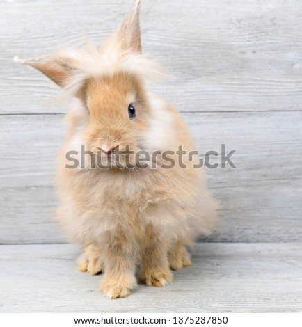 Lovely bunny easter rabbit on wooden background. beautiful lovely pets.
