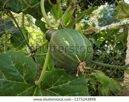 Growing pumpkin in the garden