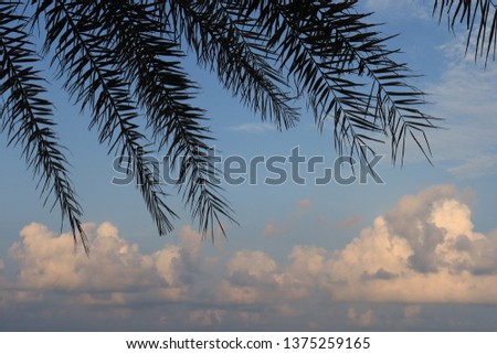 green plam leaves with cloud and blue sky background