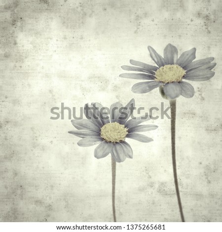 textured stylish old paper background, square, with blue daisy bush flowers