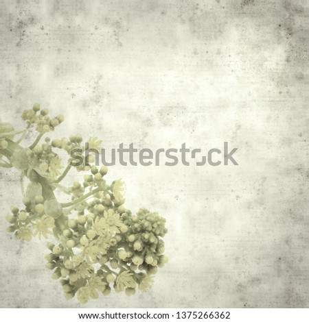 textured stylish old paper background, square, with Aeonium flowers 