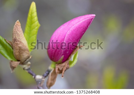 Magnolia, family Magnoliaceae. It is a deciduous tree with large, early-blooming flowers in various shades of white, pink, and purple.