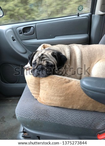 Cute pug in bed in car driving