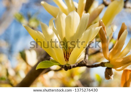 Magnolia, Tree Flowers. 
