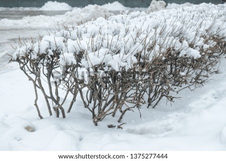 Bushes covered with snow in winter