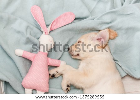 Sleeping puppy with pink rabbit
